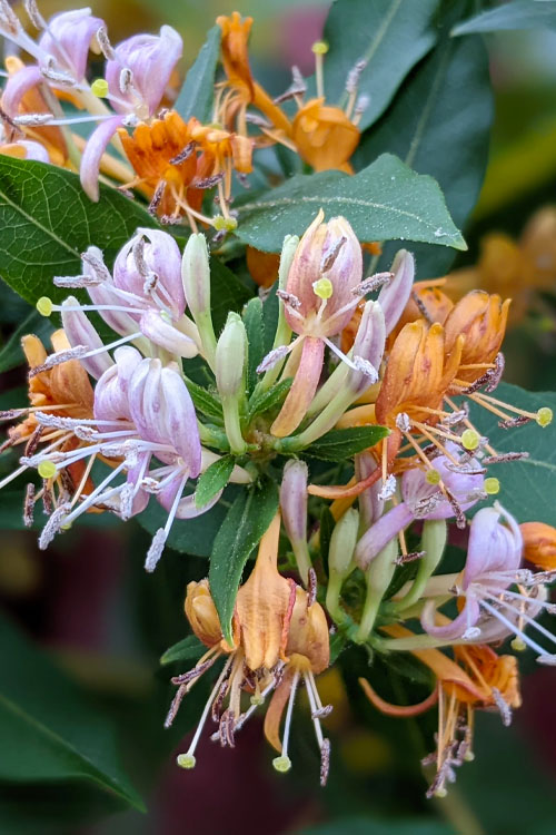 Chirality in nature