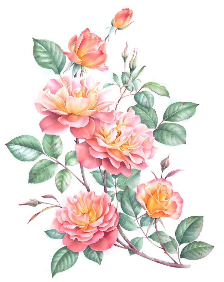Roses