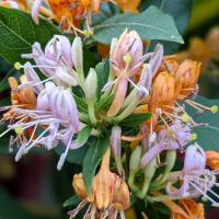 Chirality in nature